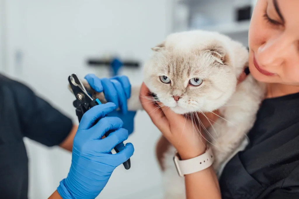 Pet Kuaförü Sertifikası Nedir, Nasıl Alınır ve Ne İşe Yarar?
