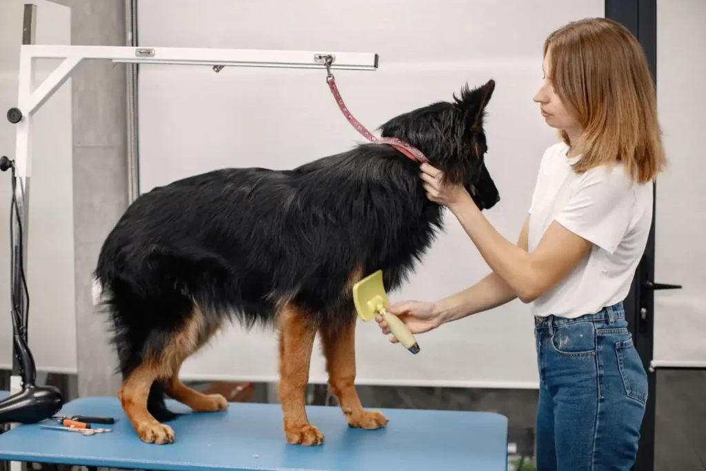 Pet Kuaförü Sertifikası E Devletten Nasıl Alınır